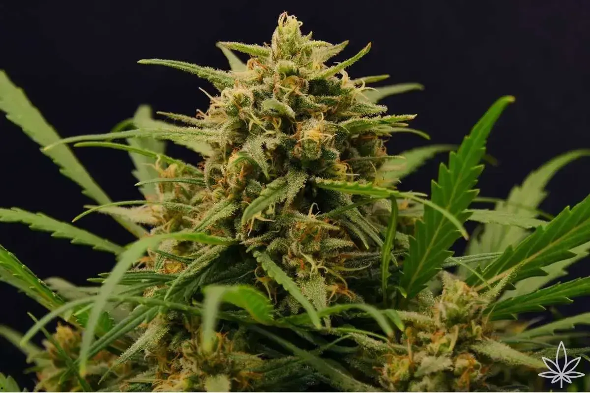 Lemon Pie Auto – le dessert citronné à la puissance équilibrée